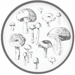 Mushrooms by Block China