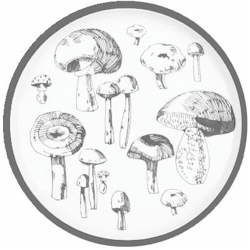 Mushrooms by Block China