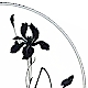 Mikasa Ebony Iris