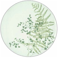 Lacy Fern by Mikasa