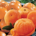 Honey-Sweet Tangerines